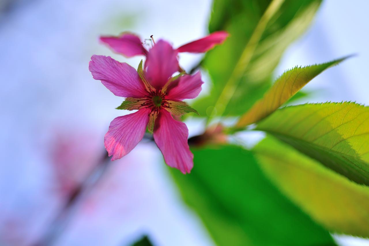 Flower Free花自在 Zhoulan Exteriör bild